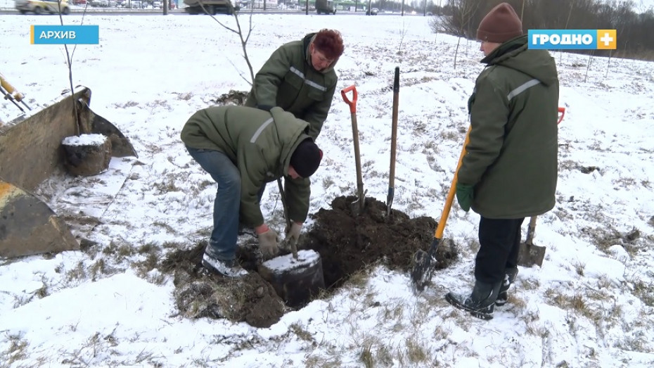 "Гродно Плюс"