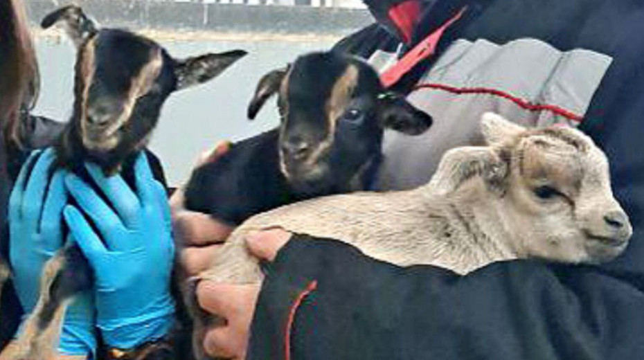 Пополнение в Гродненском зоопарке: у камерунских коз родилась тройня