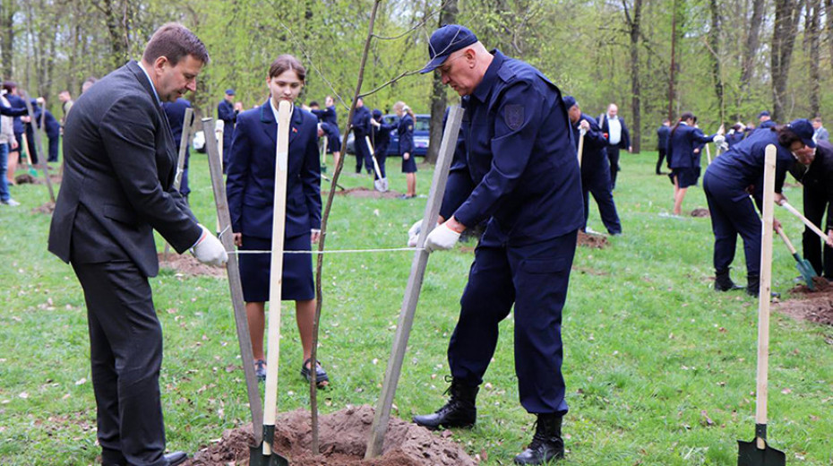 В Гродно высадили кленовую аллею к 80-летию образования органов прокуратуры области